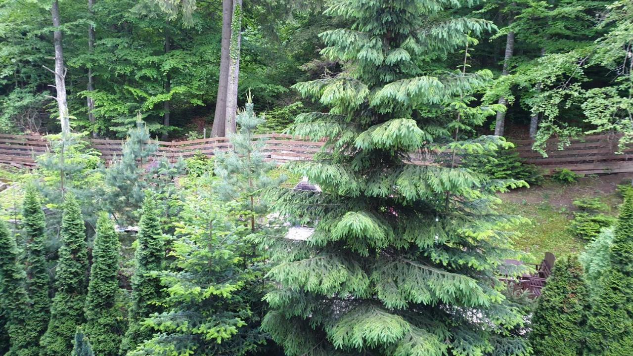 Green View Sinaia Exterior photo